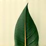 Icône Feuille